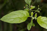 West Indian nightshade